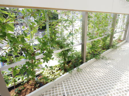 壁面緑化 17 03 つる性花木の壁面緑化 愛知県名古屋市 薄層 軽量mp緑化