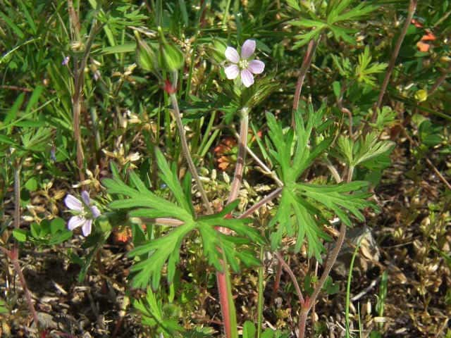 花 植物 植栽リスト 地被植物 野草 雑草 てるかガーデンデザイン